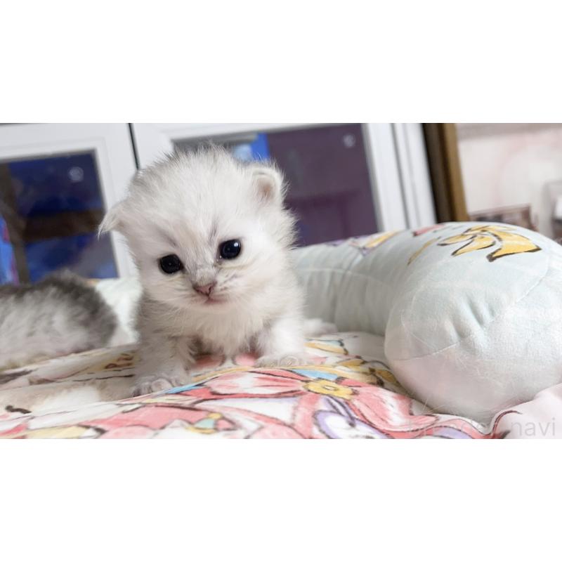販売中の千葉県のペルシャ(チンチラ)-130787の3枚目