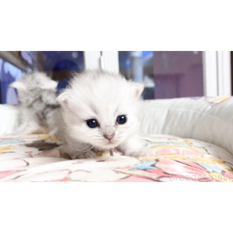 販売中の千葉県のペルシャ(チンチラ)-130787の2枚目