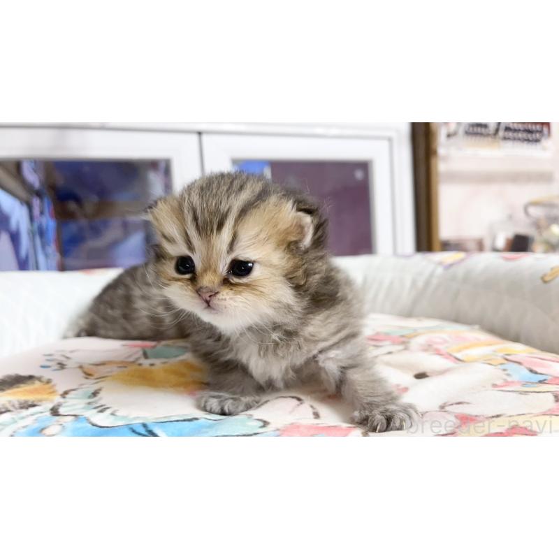 販売中の千葉県のペルシャ(チンチラ)-130788の5枚目