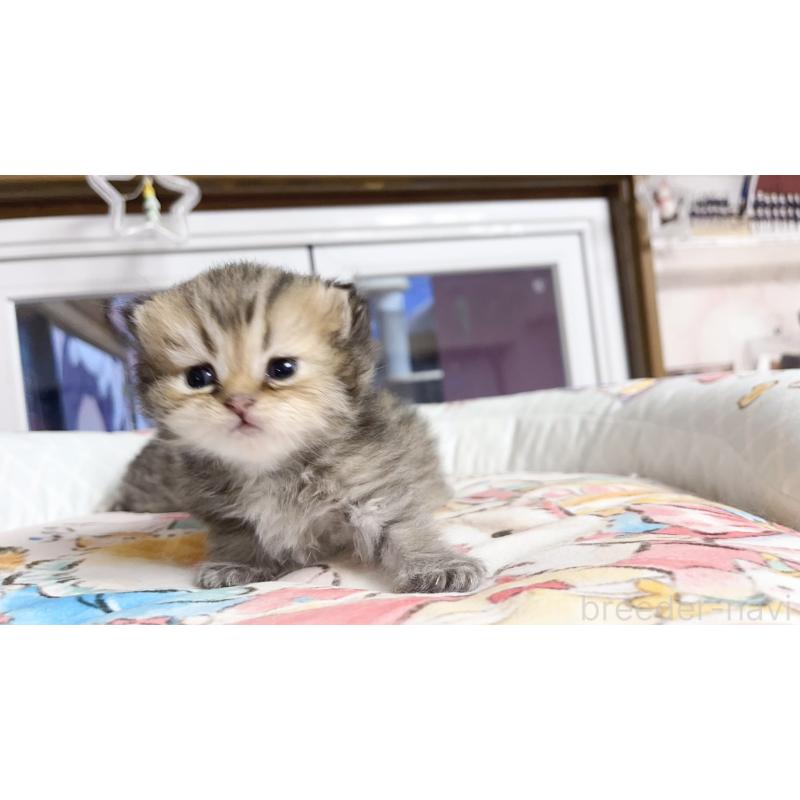 販売中の千葉県のペルシャ(チンチラ)-130788の4枚目