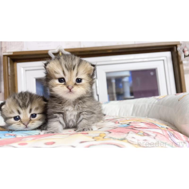 販売中の千葉県のペルシャ(チンチラ)-130788の2枚目