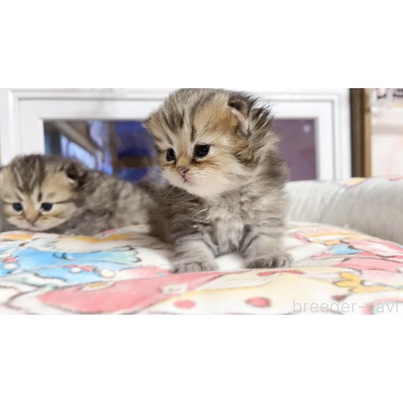 販売中の千葉県のペルシャ(チンチラ)-130788の3枚目