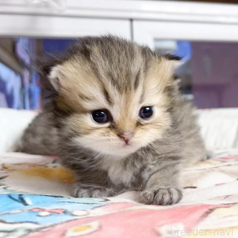 販売中の千葉県のペルシャ(チンチラ)-130788