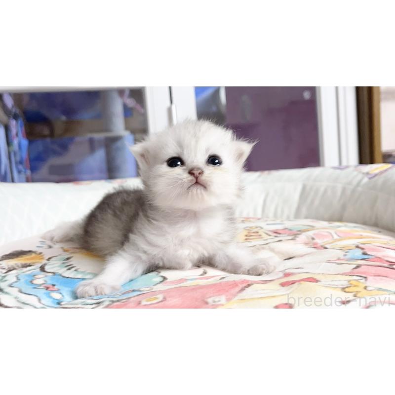 販売中の千葉県のペルシャ(チンチラ)-130789の3枚目