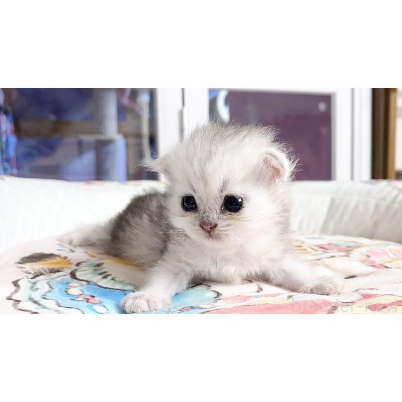 販売中の千葉県のペルシャ(チンチラ)-130789の2枚目