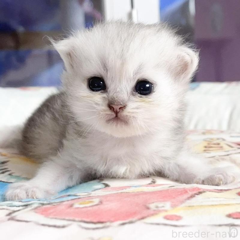 販売中の千葉県のペルシャ(チンチラ)-130789
