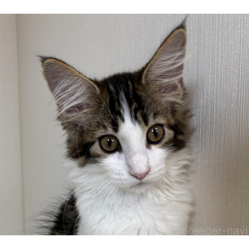 成約済の大阪府のメインクーン-124927の3枚目