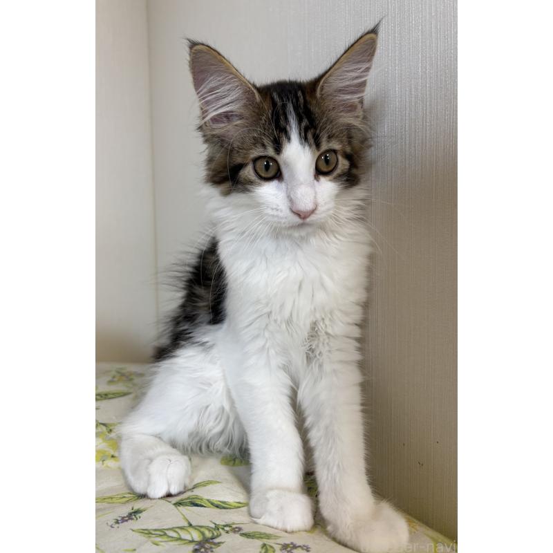 成約済の大阪府のメインクーン-124927の2枚目