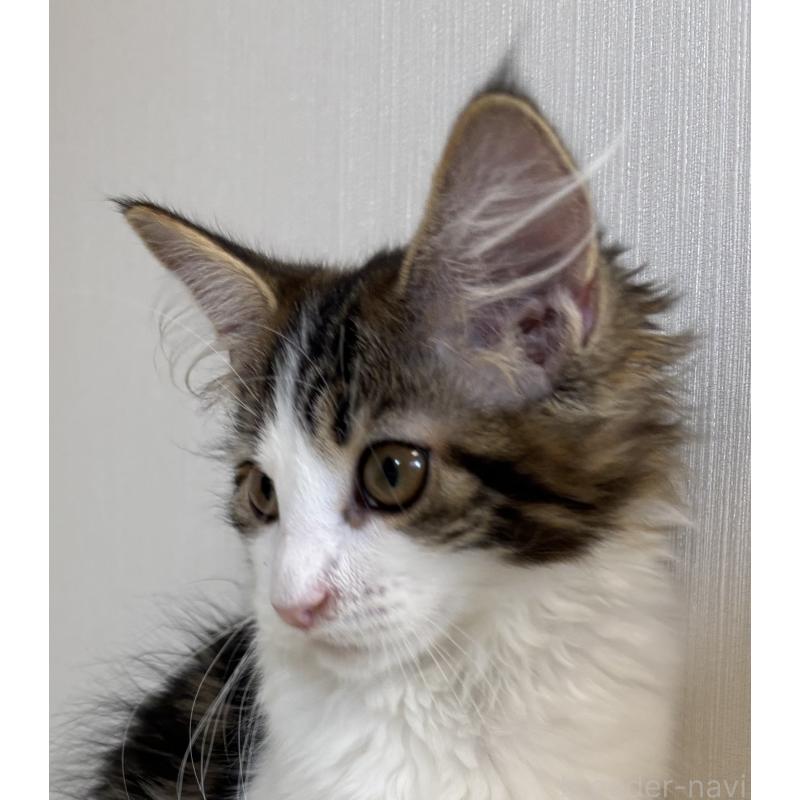 販売中の大阪府のメインクーン-124927