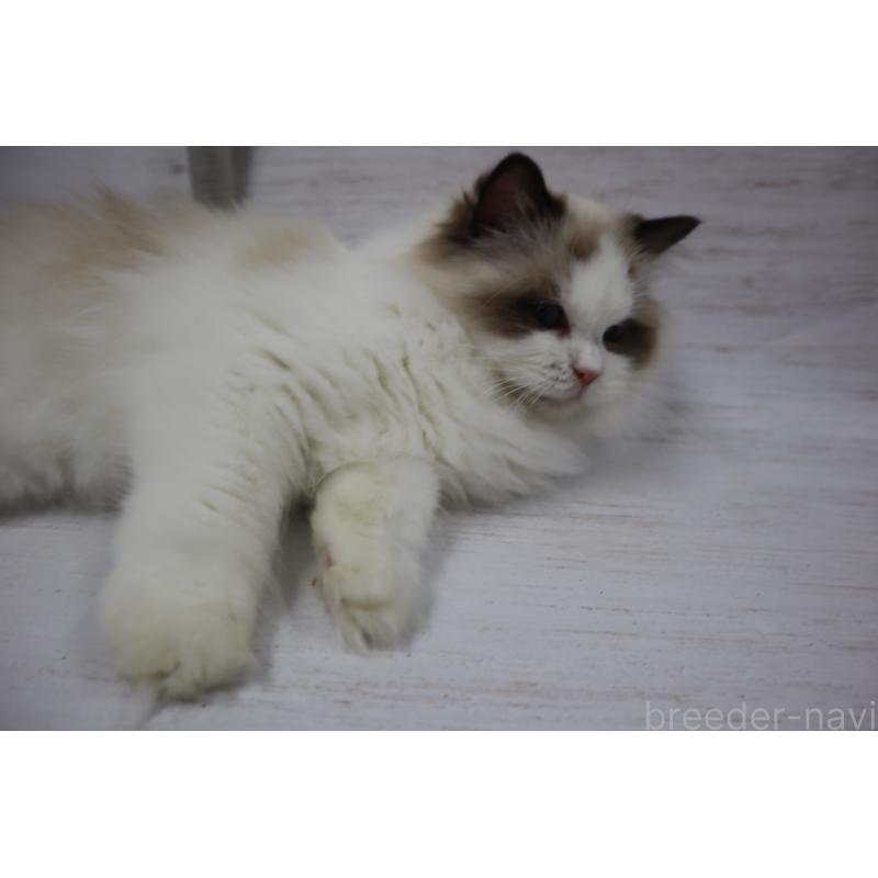 販売中の長野県のラグドール-130851の7枚目