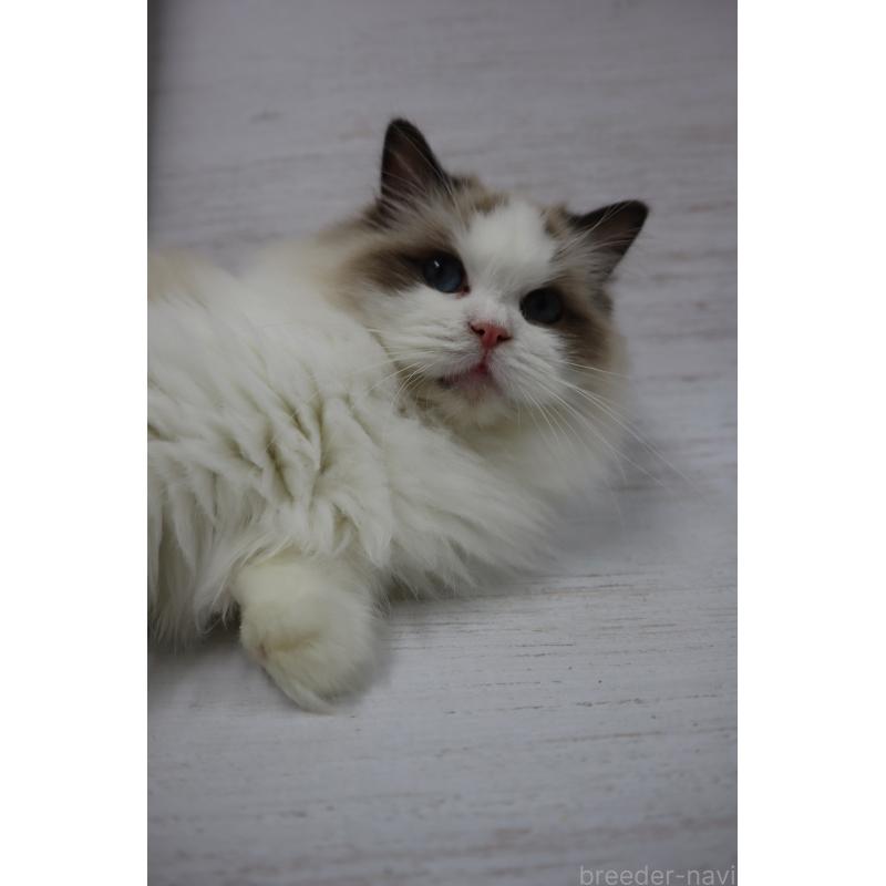 販売中の長野県のラグドール-130851の6枚目