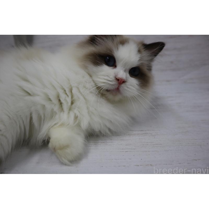 販売中の長野県のラグドール-130851の5枚目