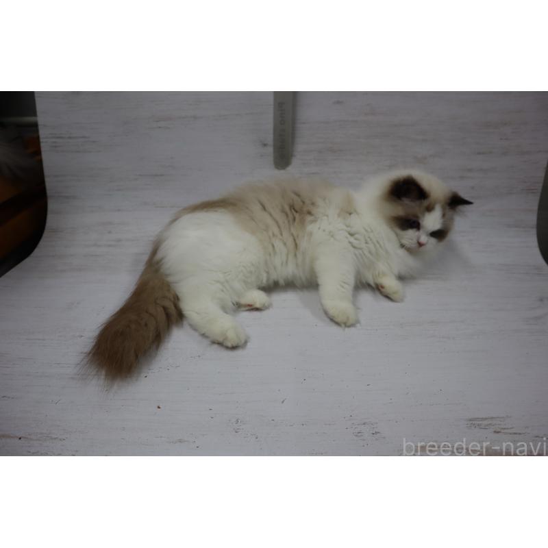 販売中の長野県のラグドール-130851の4枚目