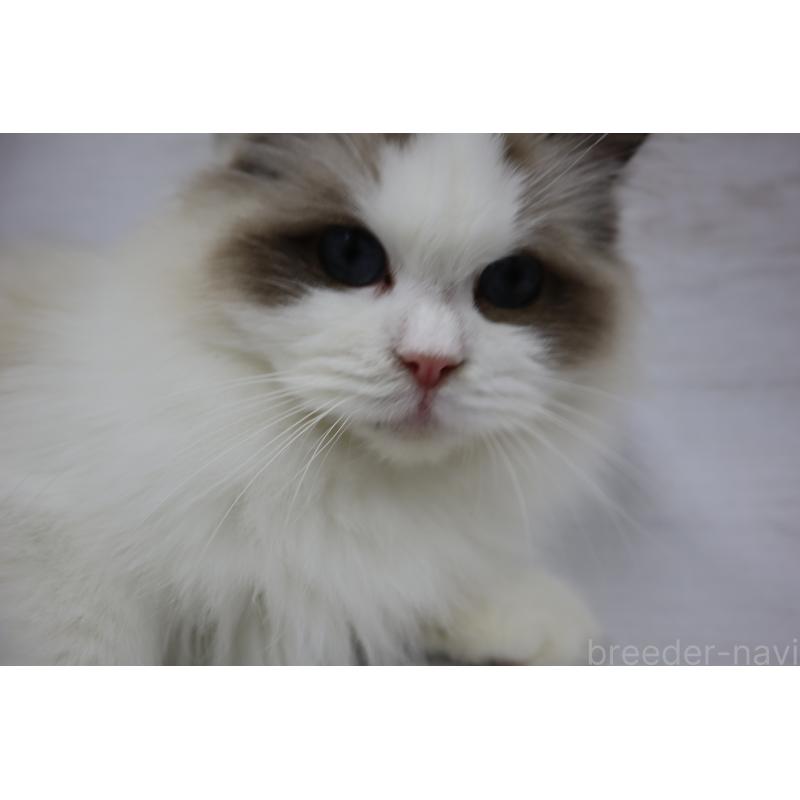 販売中の長野県のラグドール-130851の3枚目