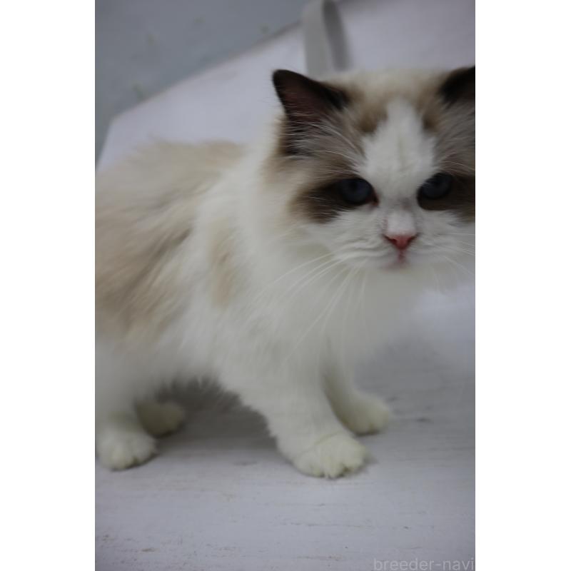 販売中の長野県のラグドール-130851の2枚目