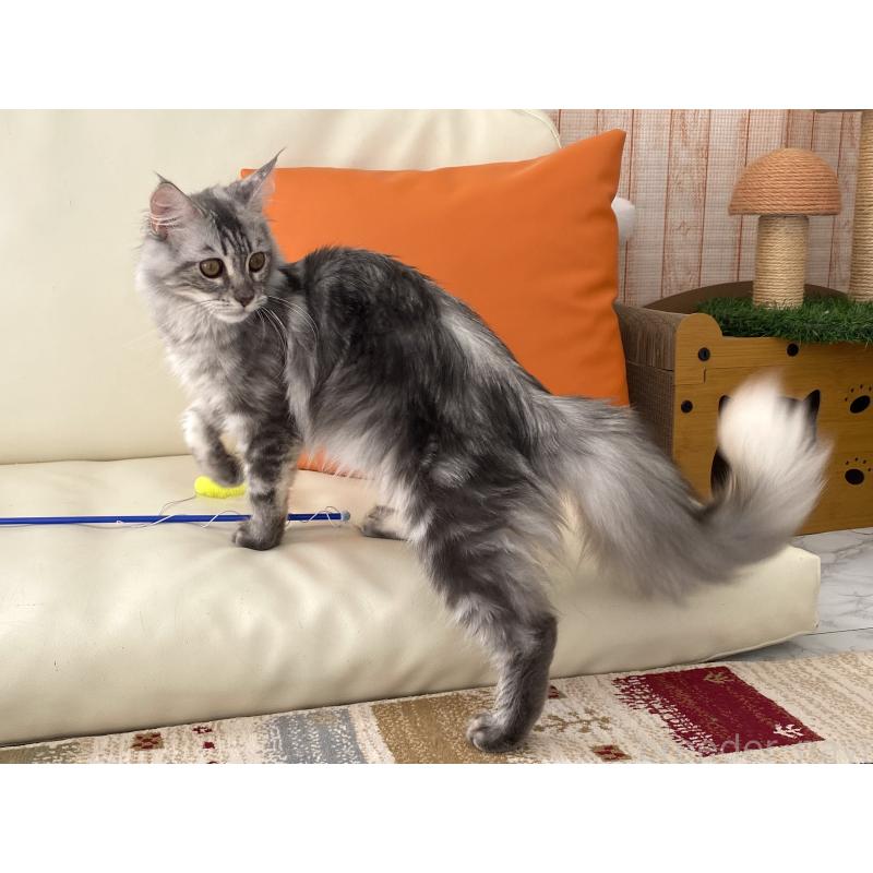 販売中の栃木県のメインクーン-127176の4枚目