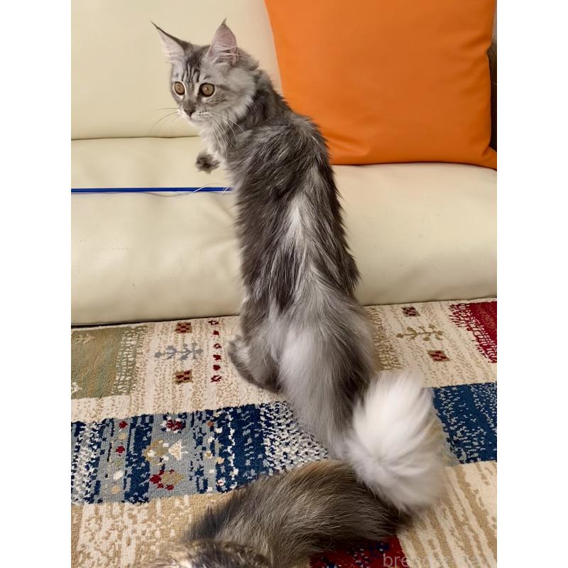 販売中の栃木県のメインクーン-127176の3枚目