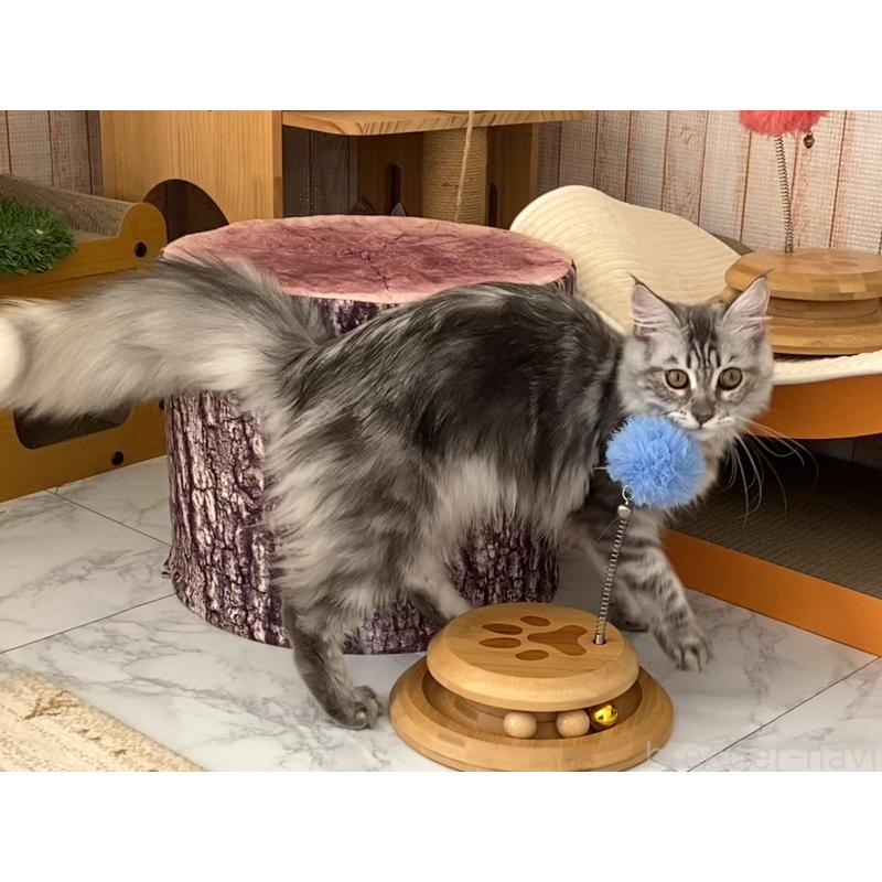 販売中の栃木県のメインクーン-127176の2枚目