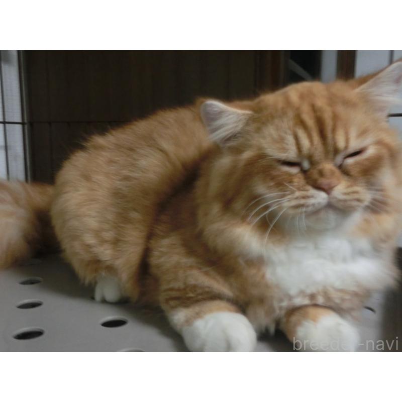 販売中の福岡県のミヌエット(短足)-125547の6枚目