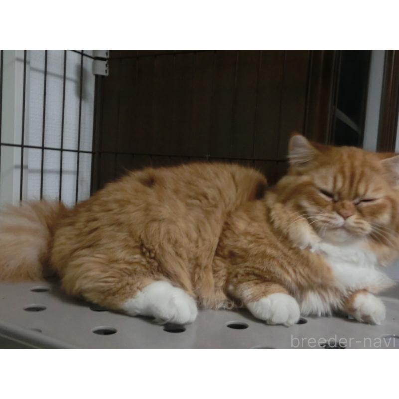 販売中の福岡県のミヌエット(短足)-125547の5枚目