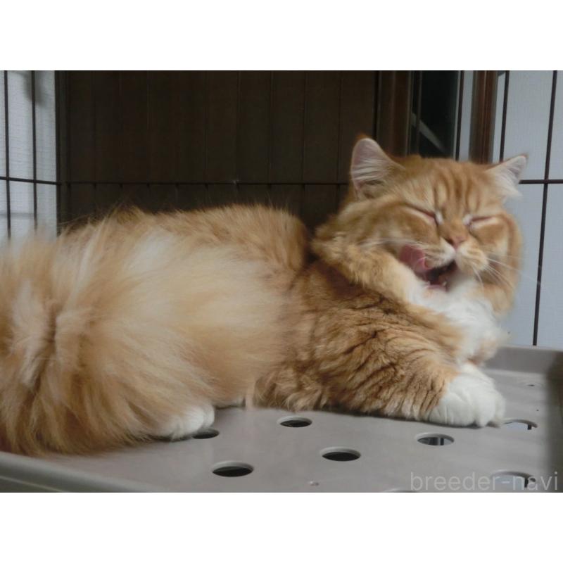 販売中の福岡県のミヌエット(短足)-125547の3枚目