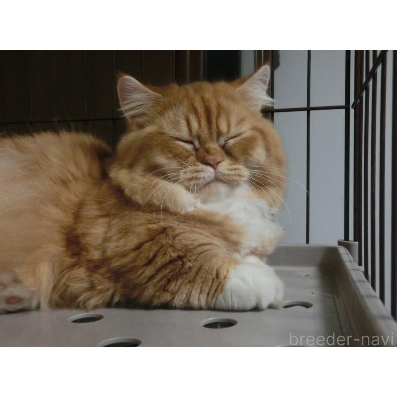 販売中の福岡県のミヌエット(短足)-125547の2枚目