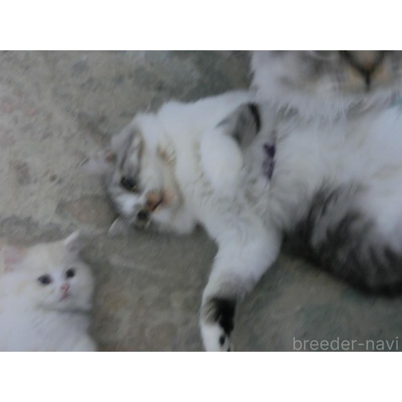 販売中の福岡県のミヌエット-125554の5枚目