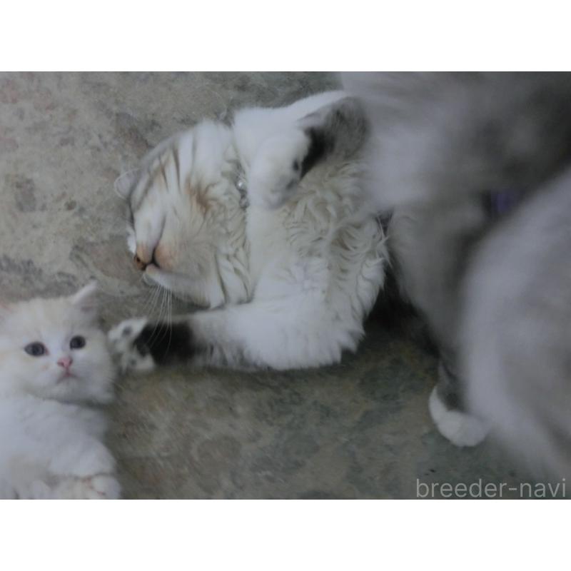 販売中の福岡県のミヌエット-125554の4枚目