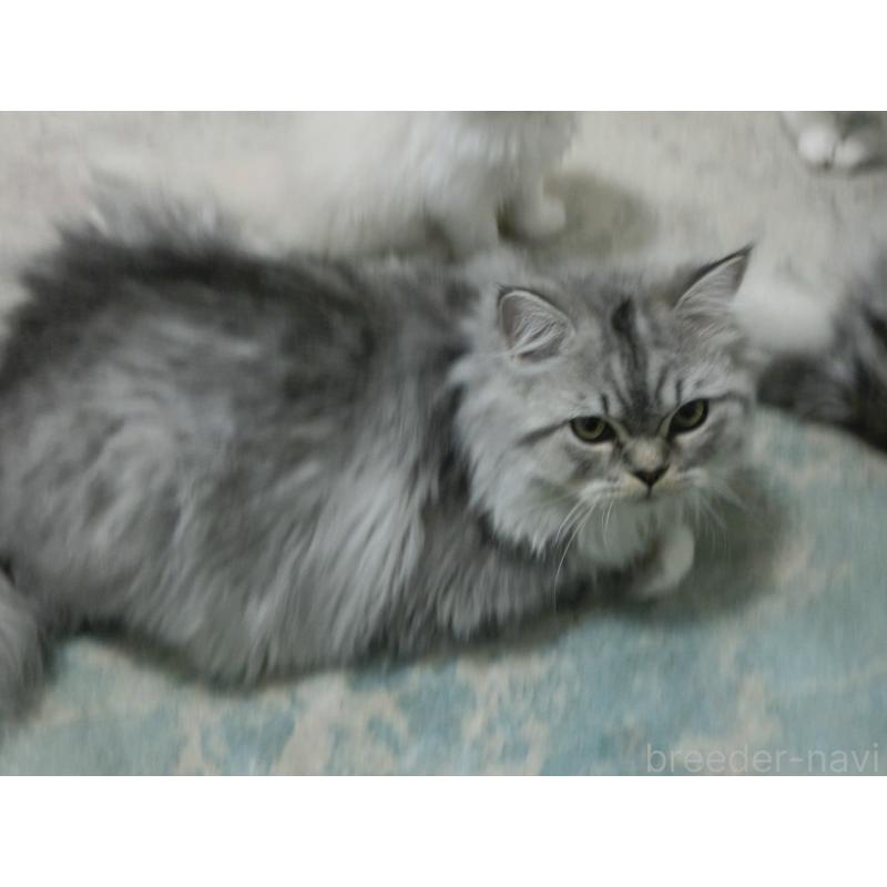 販売中の福岡県のミヌエット-125554の3枚目