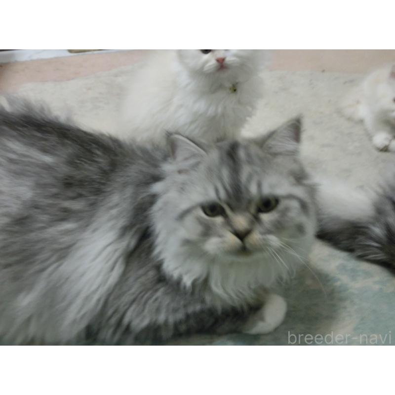 販売中の福岡県のミヌエット-125554の2枚目