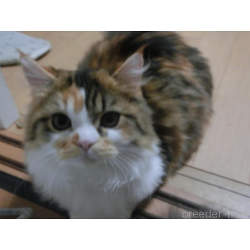 販売中の福岡県のミヌエット(短足)-126170の4枚目