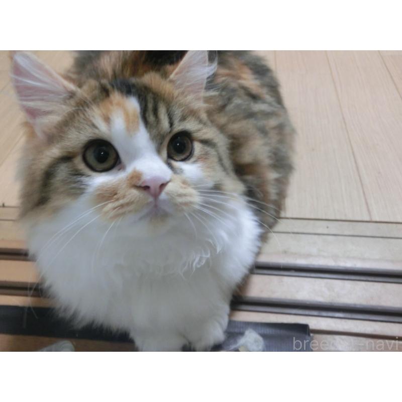 販売中の福岡県のミヌエット(短足)-126170の3枚目