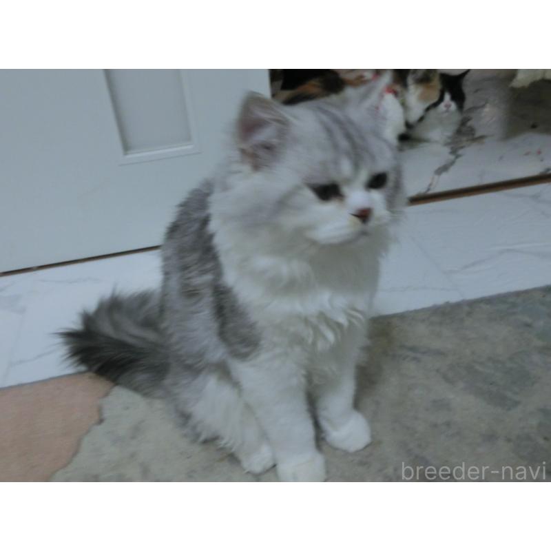 販売中の福岡県のミヌエット-125556の2枚目