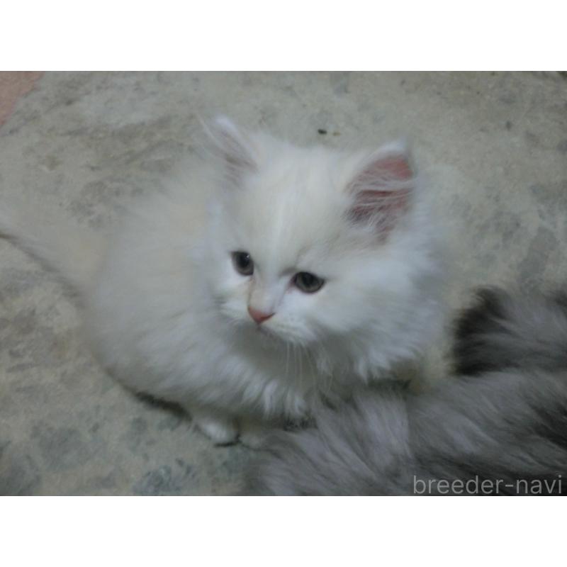 販売中の福岡県のミヌエット-125538の5枚目