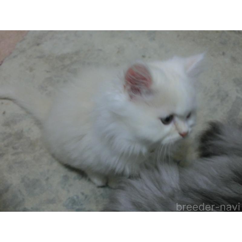 販売中の福岡県のミヌエット-125538の4枚目