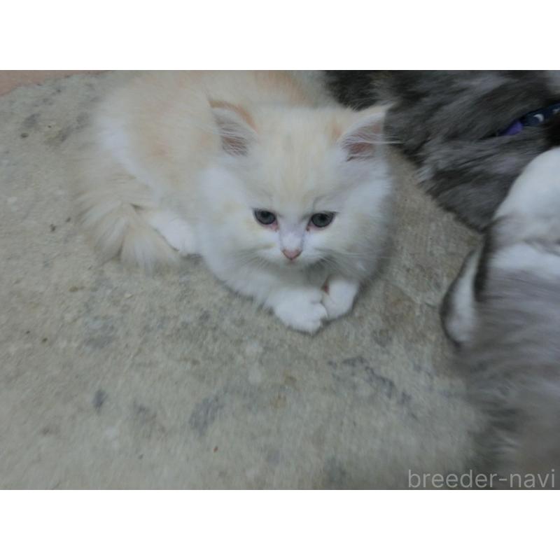 販売中の福岡県のミヌエット-125538の3枚目