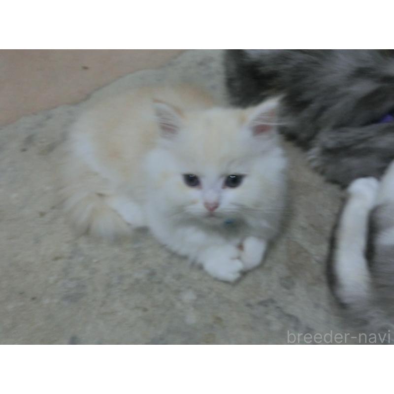 販売中の福岡県のミヌエット-125538の2枚目