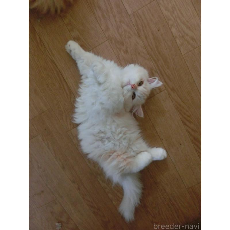 販売中の福岡県のミヌエット(短足)-125535の5枚目