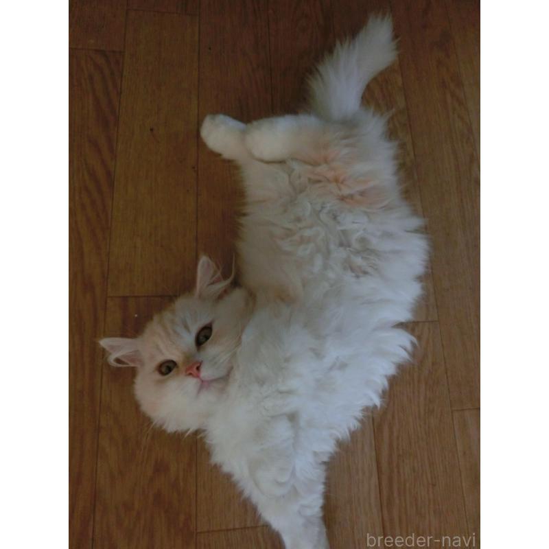 販売中の福岡県のミヌエット(短足)-125535の4枚目