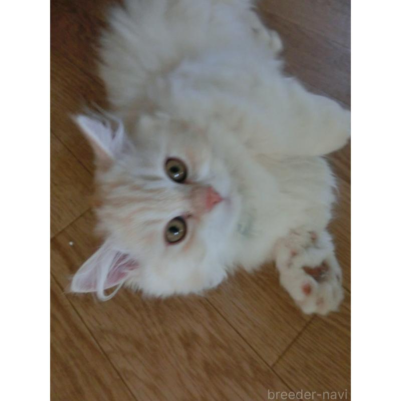 販売中の福岡県のミヌエット(短足)-125535の3枚目