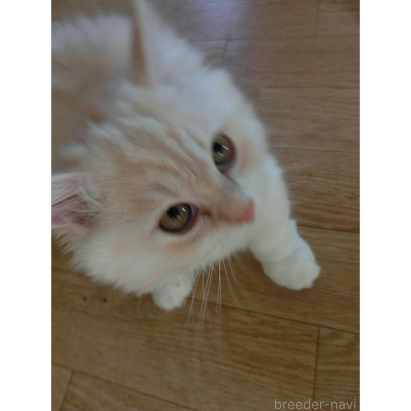 販売中の福岡県のミヌエット(短足)-125535の2枚目