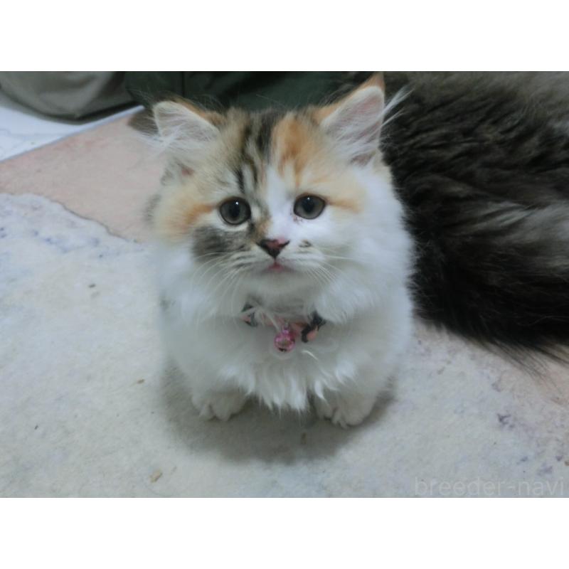 販売中の福岡県のミヌエット(短足)-127688の6枚目