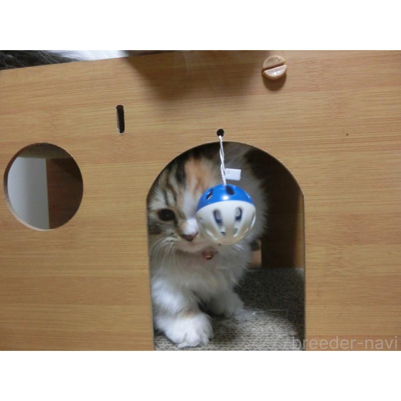 販売中の福岡県のミヌエット(短足)-127688の4枚目