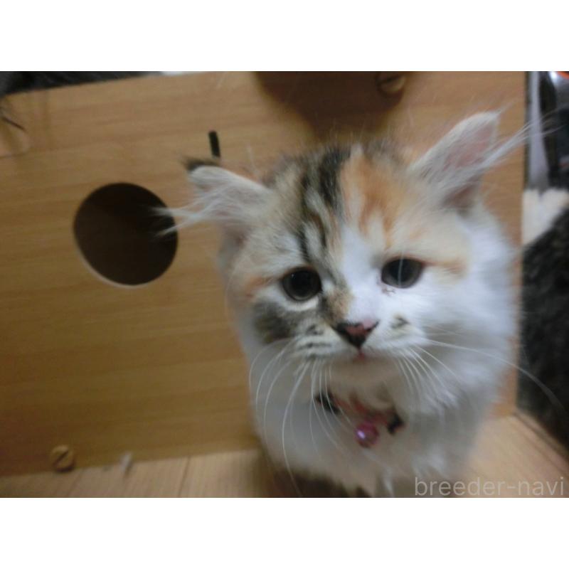 販売中の福岡県のミヌエット(短足)-127688の2枚目