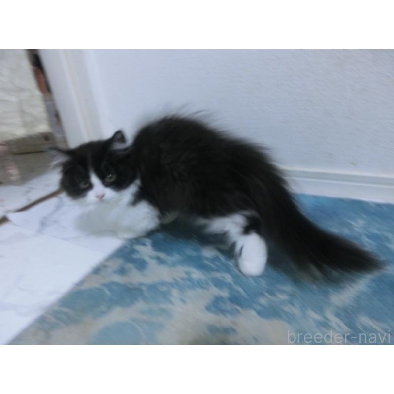 販売中の福岡県のミヌエット(短足)-125525の5枚目