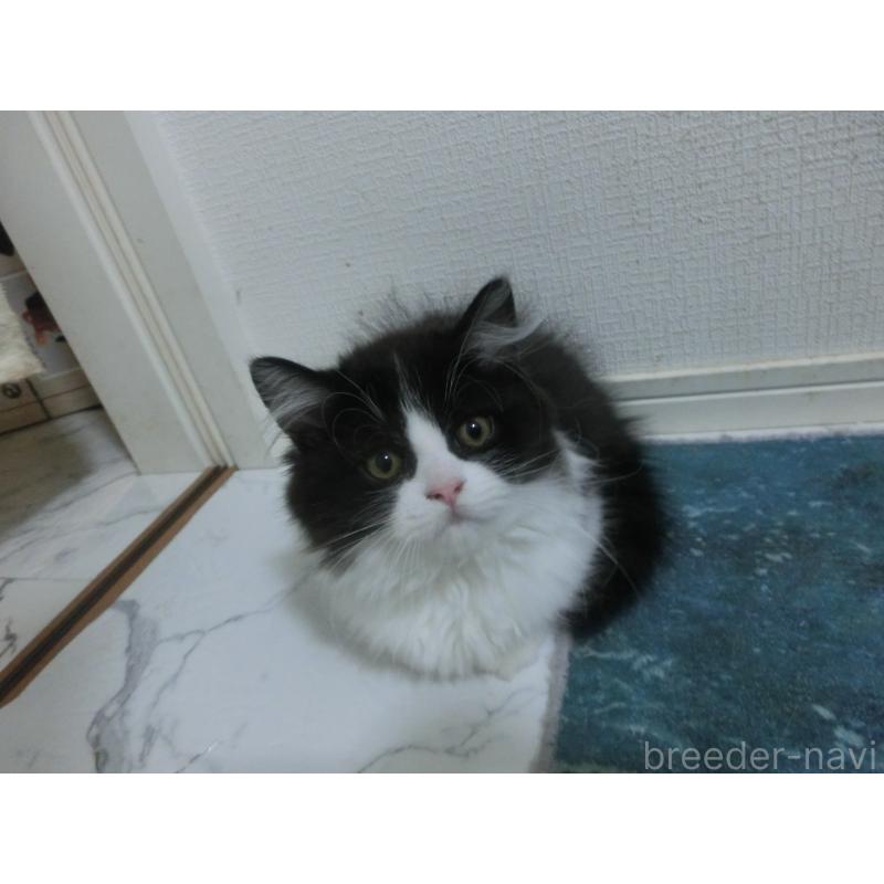 販売中の福岡県のミヌエット(短足)-125525の2枚目