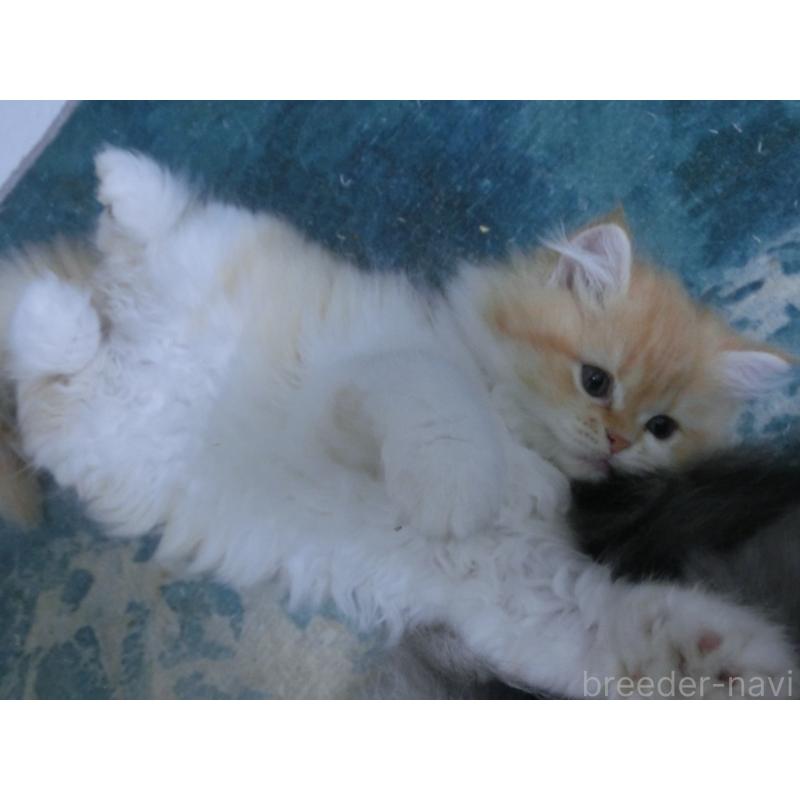 販売中の福岡県のミヌエット-129470の3枚目