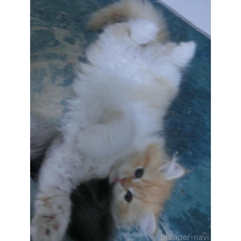 販売中の福岡県のミヌエット-129470の2枚目