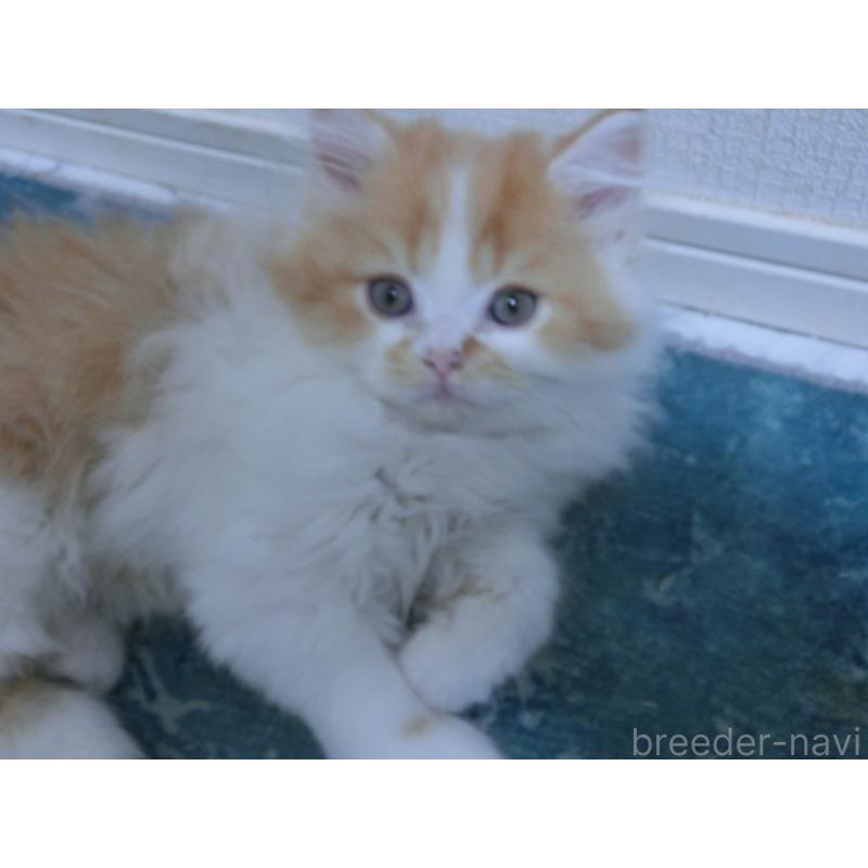 販売中の福岡県のミヌエット-129472の3枚目