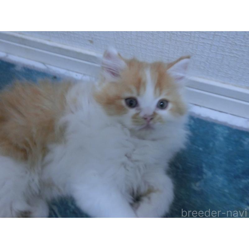 販売中の福岡県のミヌエット-129472の2枚目